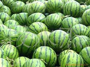 2015大荔西瓜值得出手