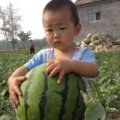 2015成武西瓜俏销大江南北
