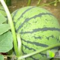 2016河南商丘李口西瓜钱多人傻速来抢购