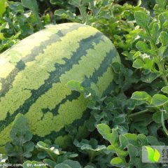 陕西凤翔冠龙西瓜聚焦市场