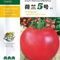 北京丰台硬粉西红柿营养丰富