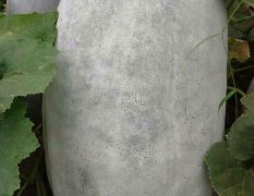 西乡塘冬瓜价格适宜,坛洛卢姐诚信合作