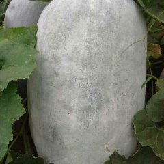 西乡塘冬瓜价格适宜,坛洛卢姐诚信合作