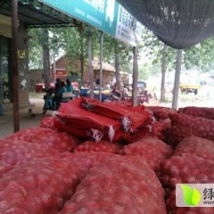 代收、代存圆葱出租冷库