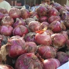 河南通许红皮洋葱名优产品
