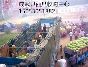 鲁青7价格