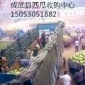 成武县瓜农欢迎来采购
