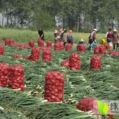 山东聊城万亩洋葱上市 二红 个头大 均匀 品质好