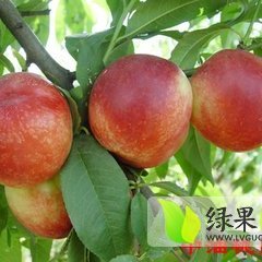 大荔油桃名扬天下范家张百强诚信合作