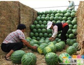 花皮无籽价格