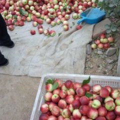 山东邹城千年红油桃火爆招商中