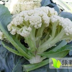 江苏沛县白面青梗松花菜菜花价格行情平稳