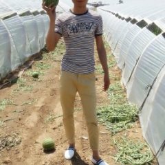 2015凌海西瓜今年价格有看点