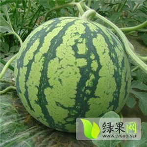 8424西瓜价格