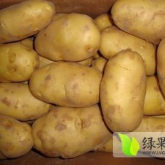 山东惠民土豆大量上市