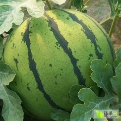 清苑温仁李星城5月8424西瓜