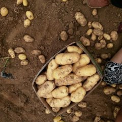 岱岳土豆是名优特产良庄孙晓男诚信合作