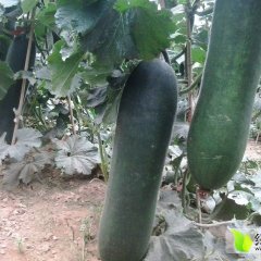 河北清苑大青皮冬瓜品质优良