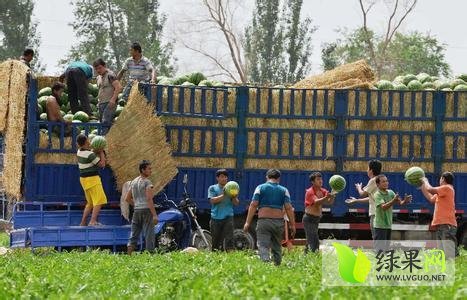 2015年吉林公主岭地雷瓜价格