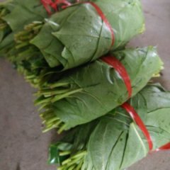 大丰恒北张德青6月叶子柿子