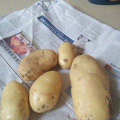 平度宋家陈明强6月荷兰十五土豆