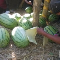 甘肃靖远金城5号西瓜质量上乘