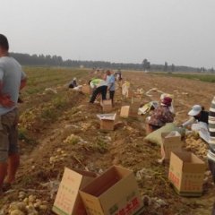 河北衡水供应荷兰土豆，1000亩