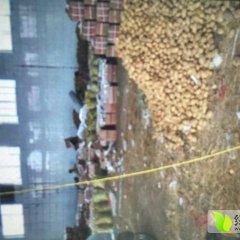 山东平度荷兰十五土豆名优产品