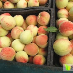 2015山东蒙阴蜜桃产地6月30日最新价格行情