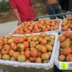 和谐 硬红 西红柿 大量上市