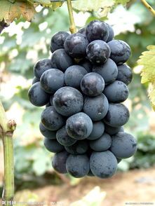 2015年山东平邑京亚葡萄价格