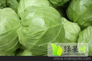 陕西太白中甘11号甘蓝价格适宜