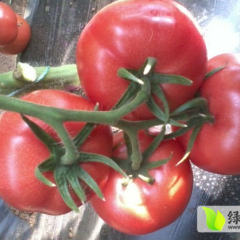 内蒙古宁城硬粉西红柿绿色无公害