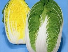 围场朝阳刘金宝6月韩国黄心白菜