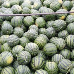 大荔西瓜价格行情平稳,范家张辉诚信合作