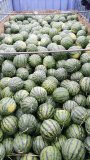 大荔西瓜价格行情平稳,范家张辉诚信合作