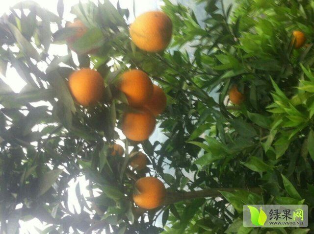 2015年重庆奉节忠橙价格
