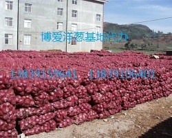 2015博爱洋葱抓住商机无限