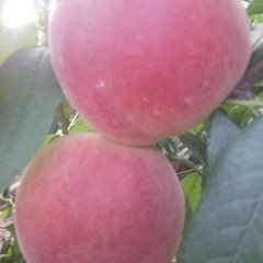 吴江郊区陈小姐6月白凤蜜桃