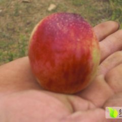 泗水西仲都滕超6月曙光油桃