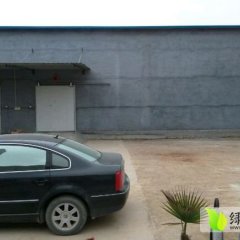 安丘担山张继光6月荷兰十五土豆