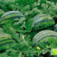 陕西大荔安农二号西瓜长势旺盛