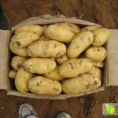 惠民土豆是名优特产,清河樊广军诚信合作