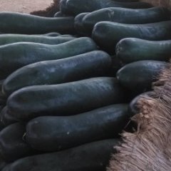 山东郯城子弹头黑皮冬瓜价格行情平稳