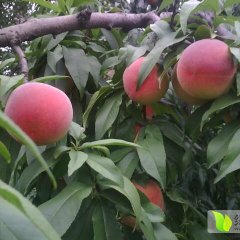 临猗阎家庄高伟6月春雪蜜桃