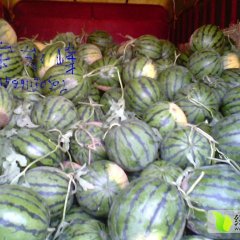 大荔范家宋永丰6月京欣西瓜