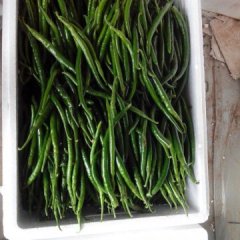 青州谭坊陈素贞8月线椒辣椒