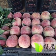 大荔蜜桃口感爽口,大荔邢力强诚信合作