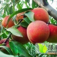 大荔蜜桃假一赔十,大荔邢力强诚信合作