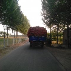 惠民洋葱早买早赚姜楼李娜诚信合作